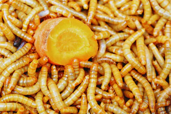 Maggot Control Craigieburn